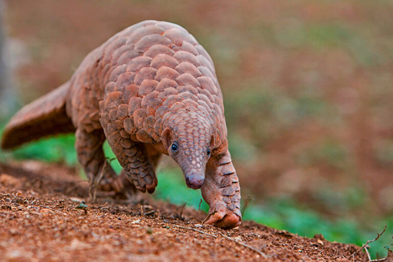 Beyond wildlife trade: Endangered pangolins are losing habitat in Pakistan