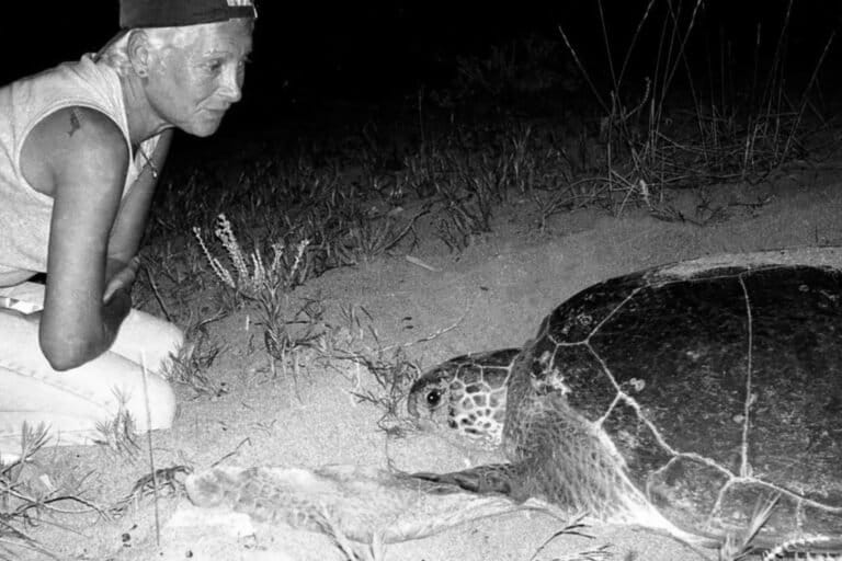 Mona Khalil, who left safety in Europe to protect sea turtles in Lebanon, was killed by an Israeli airstrike