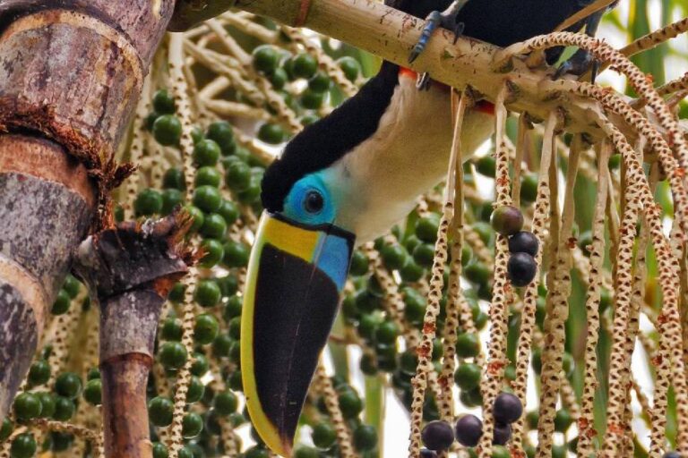 El creciente apetito por el açaí disminuye la diversidad de aves en el Amazonas