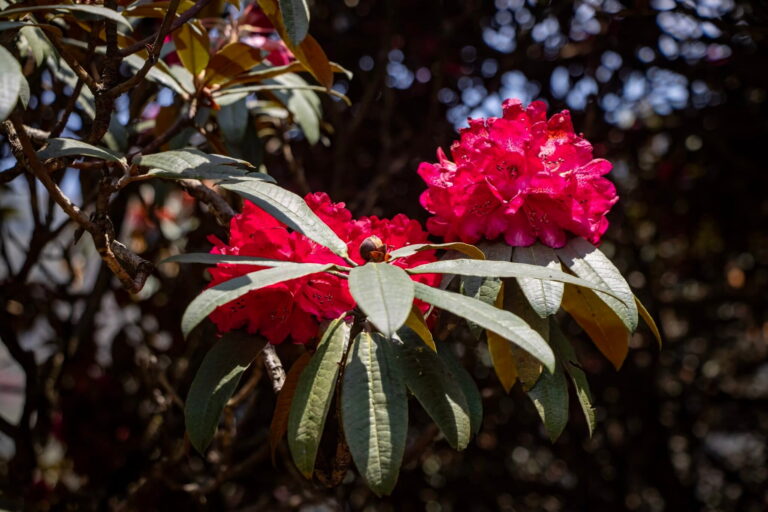 Nepal’s tourism growth sparks unchecked liquor concerns involving national flower