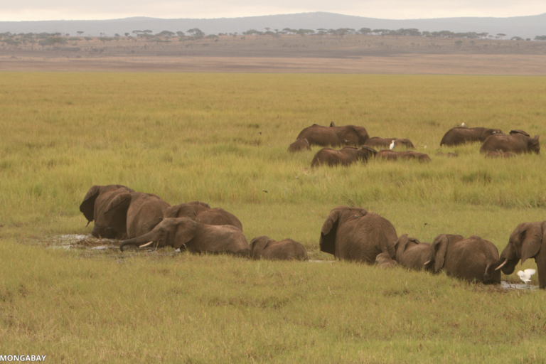 Removal of African elephants causes coextinction of dung beetles, study finds