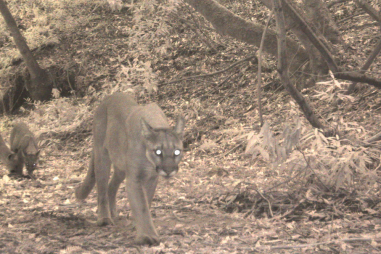 One mountain lion changed the food web in a California suburb, study finds