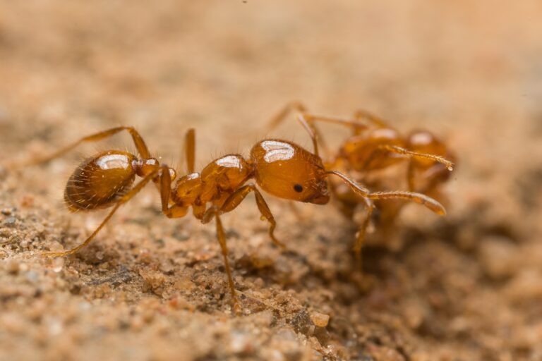 Tiwi rangers eradicate invasive tropical fire ants in Australia’s Melville Island