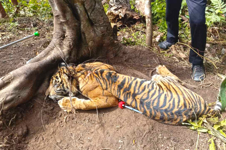 Crackdown on snares in Sumatra as elephant, sun bear and tiger rescued