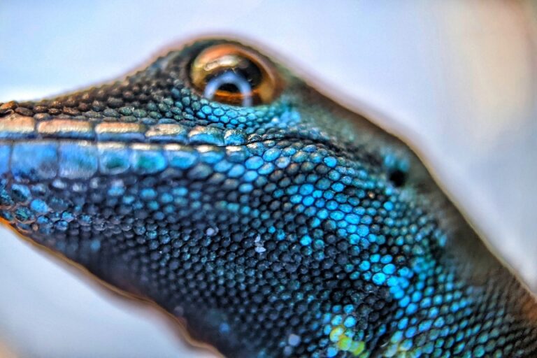 How trade bans and local conservation helped save a dazzling blue gecko