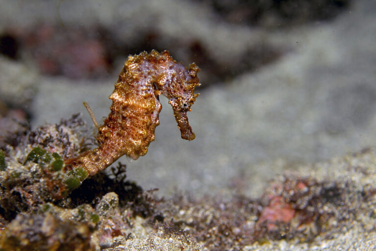 Four alleged wildlife traffickers arrested in Guinea, dried seahorses and shark fins seized