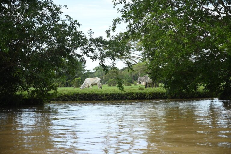 Colombia aprueba ley de rastreo de ganado para combatir la deforestación ilegal