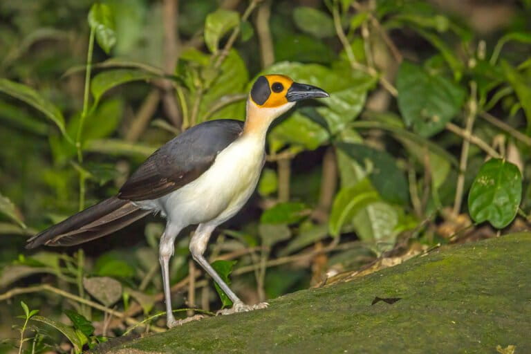 Un par de segundos con uno de los pájaros más raros de África Occidental