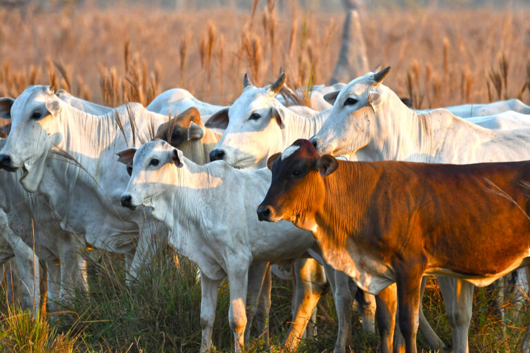 Brazil curbs Amazon deforestation in Piripkura, but ranchers’ cattle linger