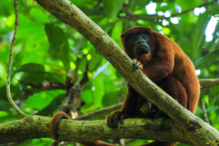 Study offers first map of Amazon’s climate-resilient upslope corridors
