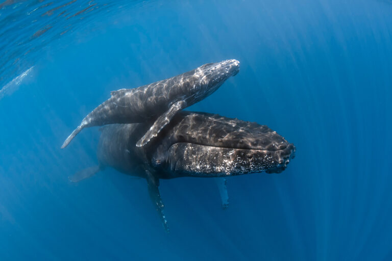 Los tribunales deciden el destino de las ballenas