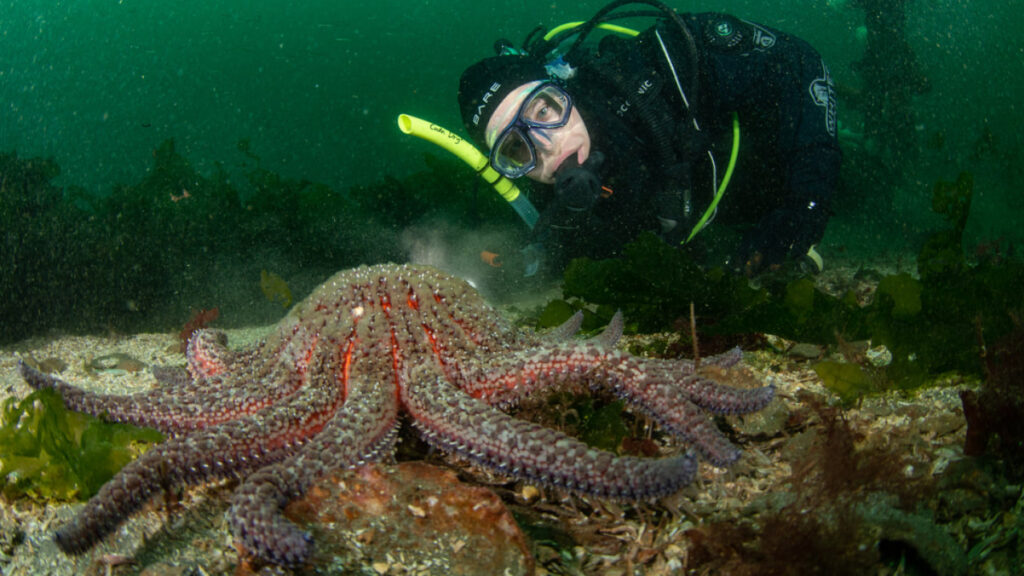 New eDNA tool to help track recovery of sunflower sea star, a Pacific Coast ‘apex predator’