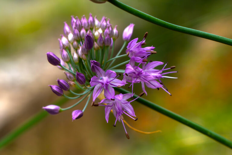 What’s jimbu? The herb that bolsters an iconic Nepali dish could also help save snow leopards