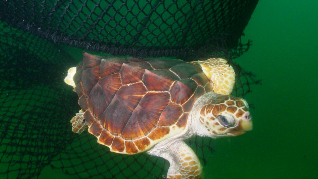 Tortugas marinas