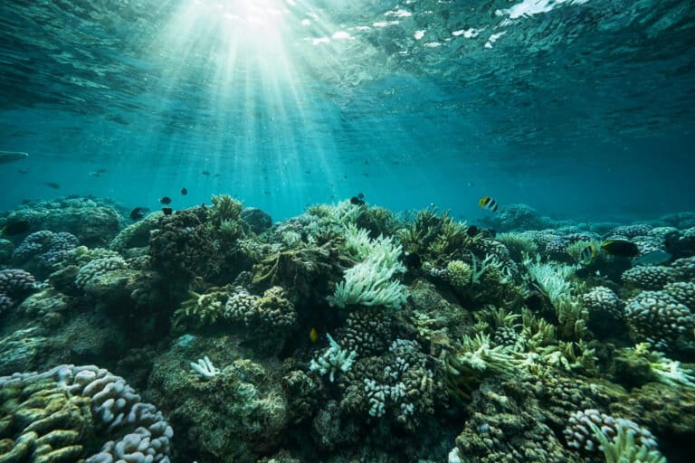 Día Mundial de los Océanos: así protegen arrecifes, manglares y bosques submarinos en Latinoamérica