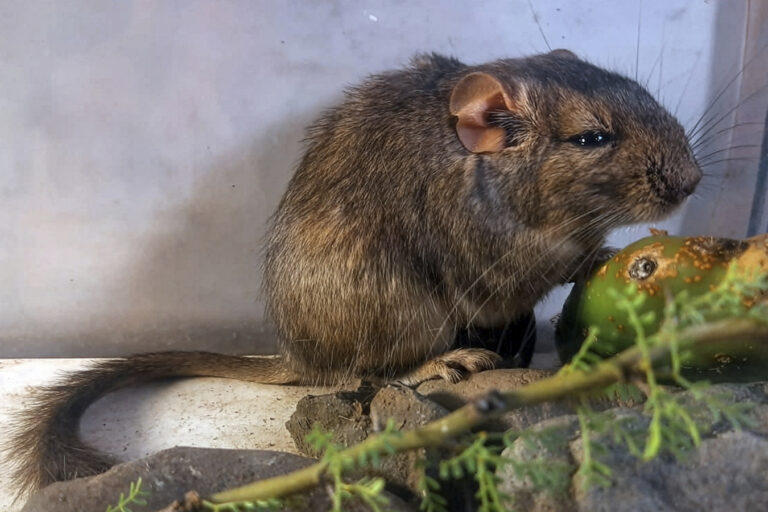 Una nueva rata vizcacha del Chaco Serrano revela la biodiversidad aún desconocida de Argentina