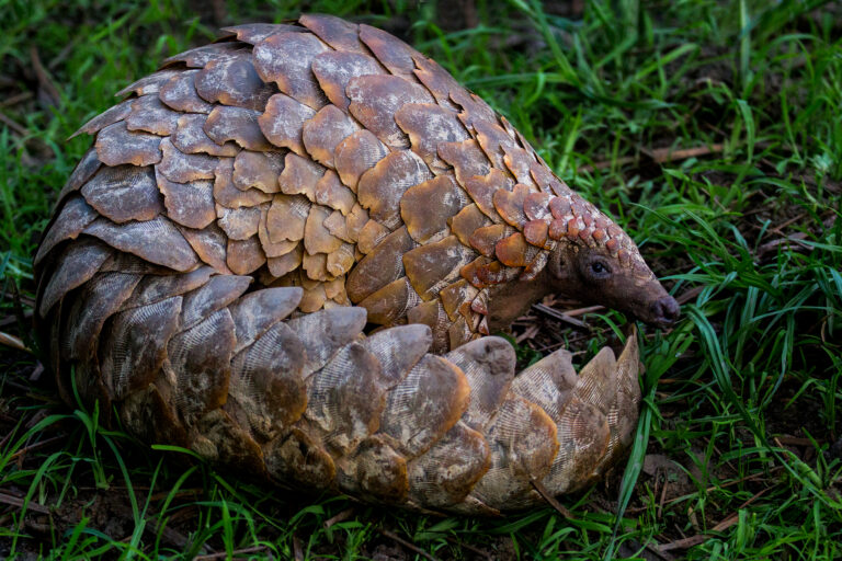 Two pangolin traffickers in South Africa sentenced to eight years in prison