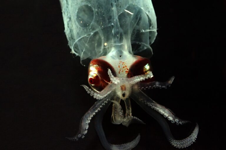 Experts say ‘bare bones’ US laws are unfit to regulate nascent deep-sea mining industry