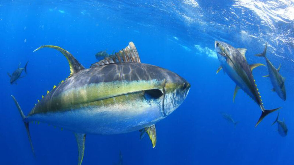 Proclamación Ejecutiva restaura la pesca comercial en monumentos marinos del Pacífico, desbloquea oportunidad económica