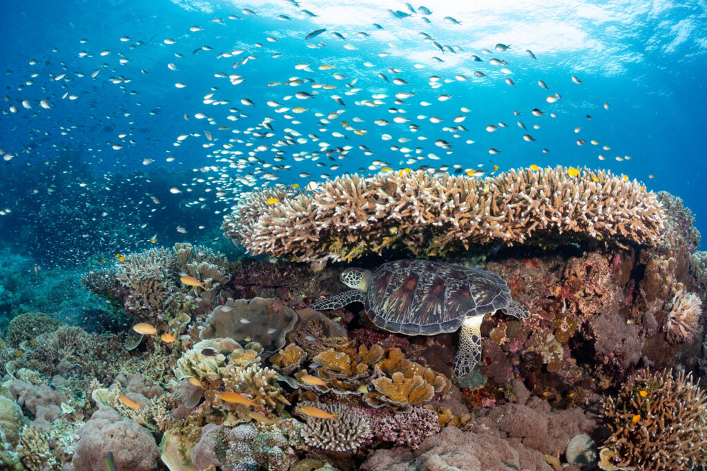 Más arrecifes de coral pueden sobrevivir al cambio climático de lo que se pensaba