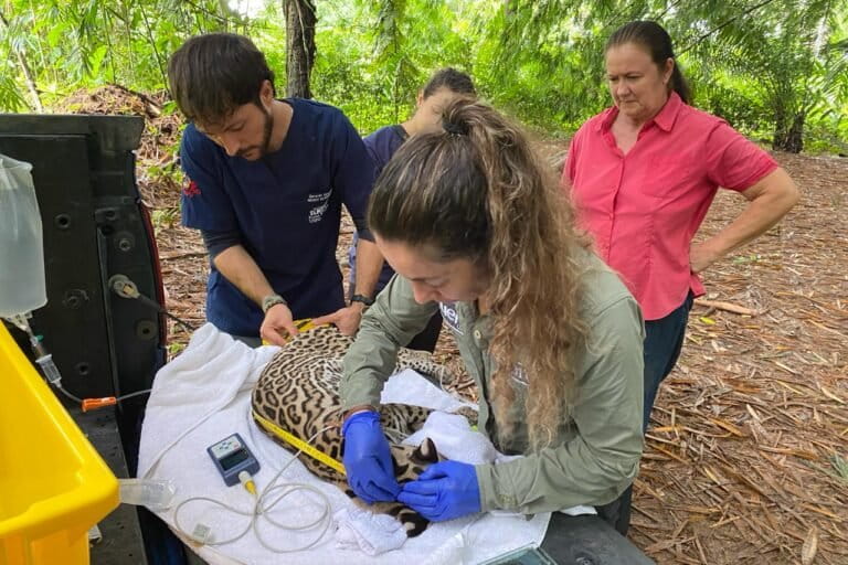 Leucemia y moquillo: las enfermedades de animales domésticos que acechan al ocelote en Ecuador