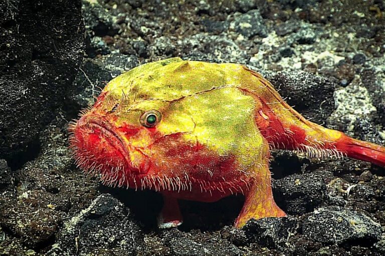 US government announces plans to lease deep-sea mining rights in American Samoa