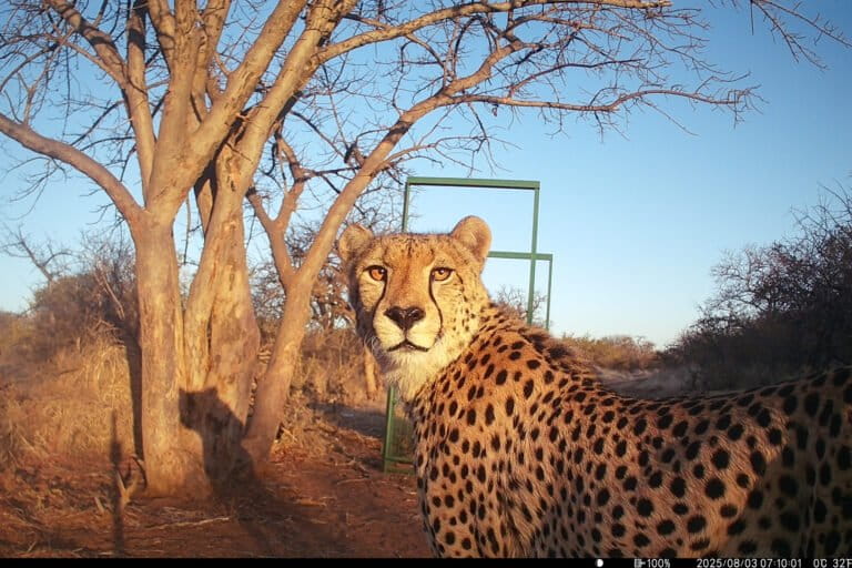 South Africa’s free-roaming cheetahs in steep decline, first national census finds