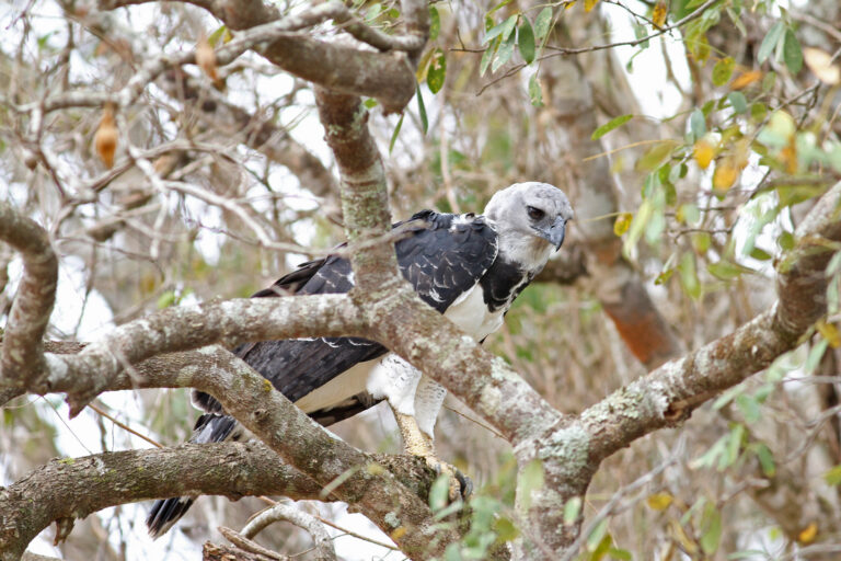 Research offers nature-positive path to end and reverse biodiversity loss