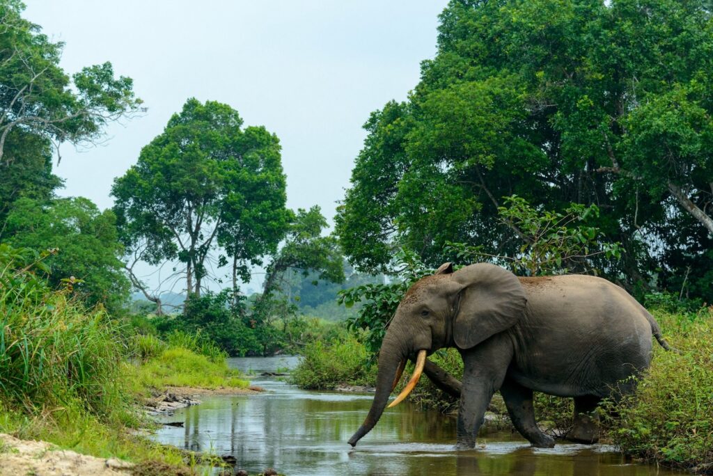 Cropped 15 July 2026: Uganda starves | Trump opens endangered habitats | UK cuts rainforest aid
