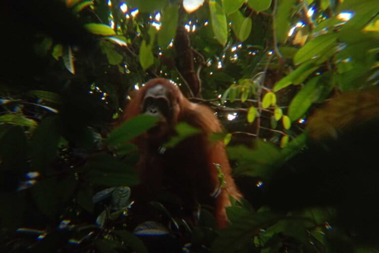 Can a photo save orangutans?