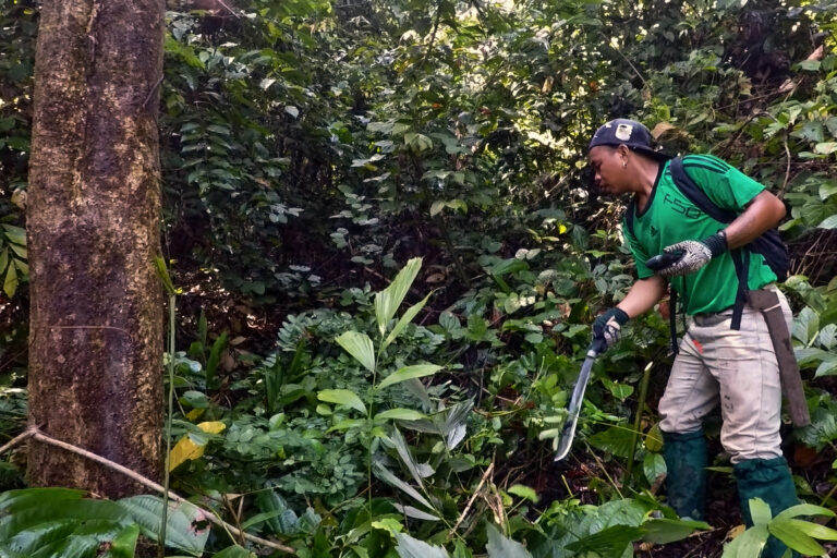 Cutting back vines lets recovering forests grow faster, Borneo study shows
