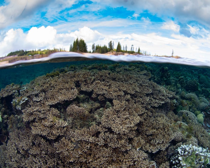 Norfolk Island’s unique corals under triple threat from disease, El Niño and now government-approved dredging
