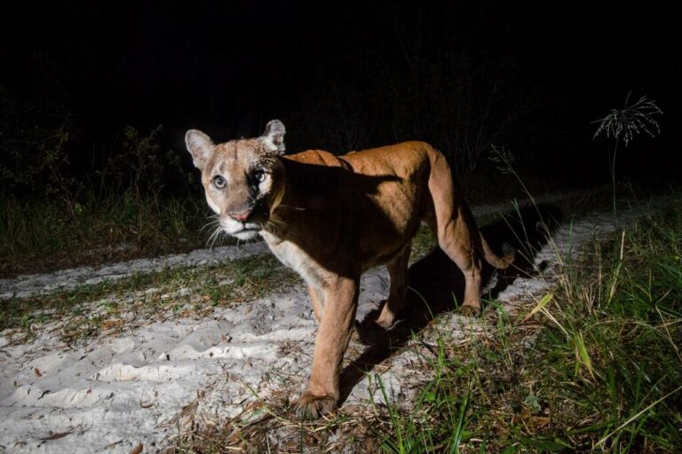 Wildlife’s unpredictable movements make climate-change planning difficult