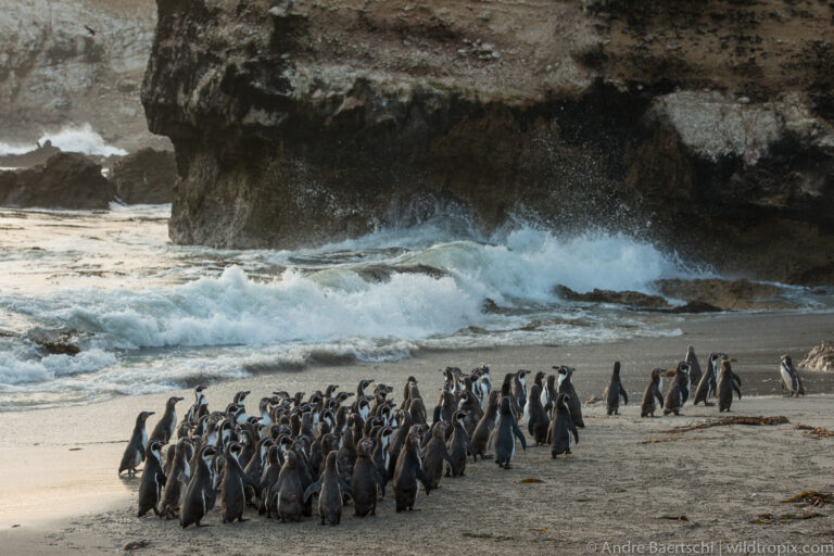 Peru’s only penguin species at risk from upcoming El Niño and bird flu, experts warn