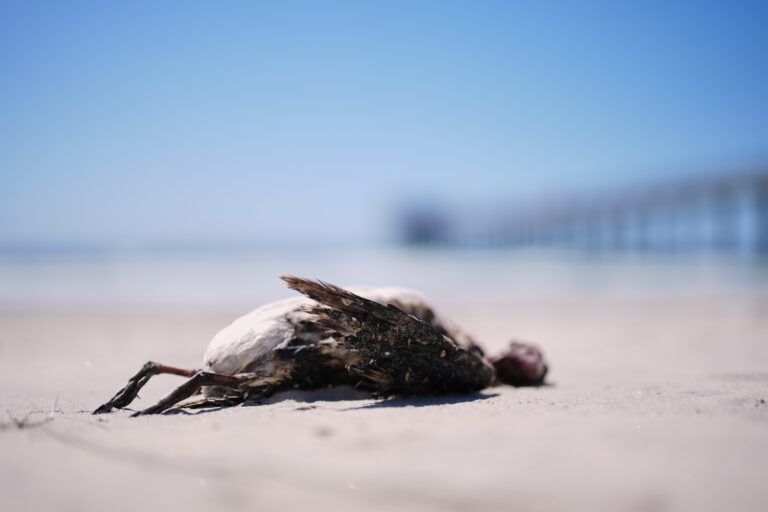 A marine heat wave caused seabird deaths off California. El Nino could worsen the die-off