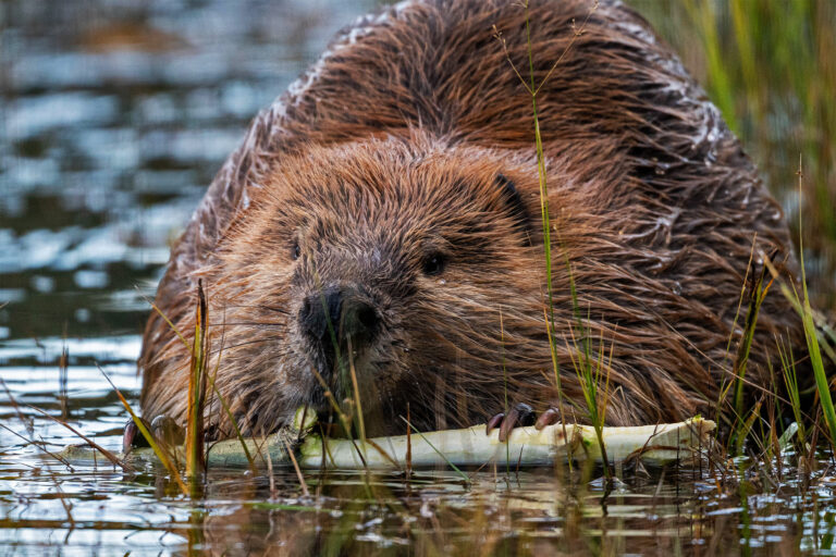 Beavers brought a volcanic wasteland back to life. Now it’s under threat