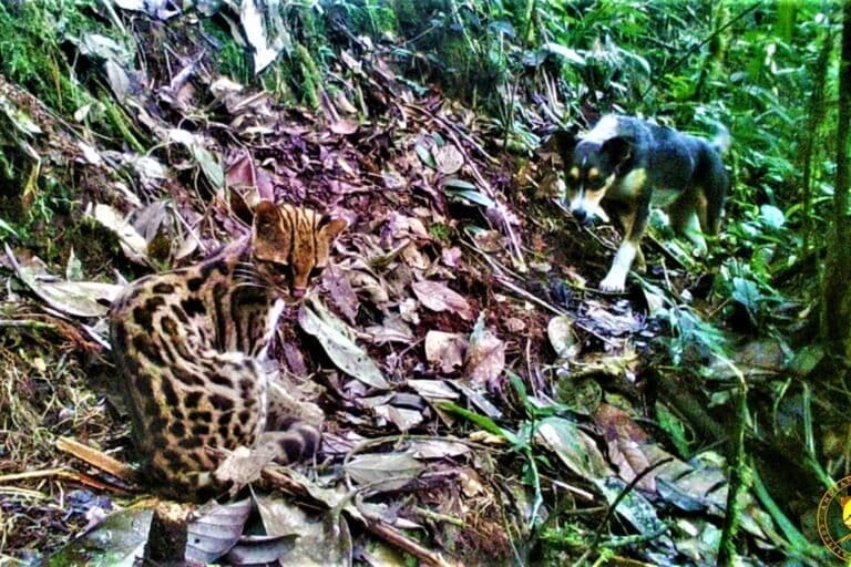 Perros ferales amenazan a felinos, dantas, huemules, nutrias, zorros, osos hormigueros y cóndores en América Latina | Coyuntura ambiental