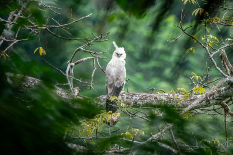 Colombia: el privilegio de vivir con las grandes rapaces del nordeste antioqueño
