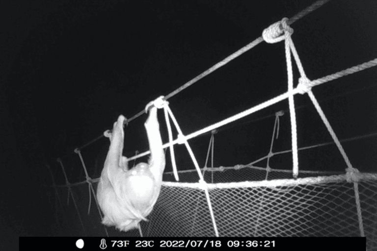 Pasos de fauna: los puentes en las copas de los árboles que están salvando a los animales de América Larina