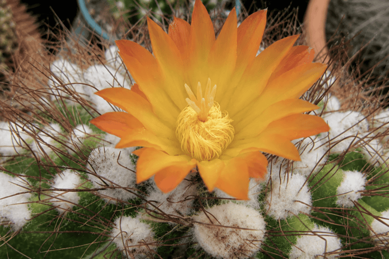 Biopiratería de cactus: ciudadanos extranjeros son detenidos al intentar sacarlos de Brasil