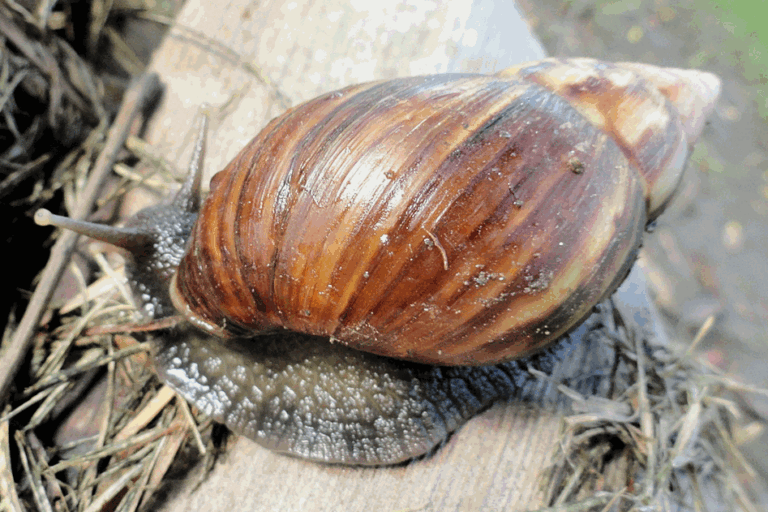 Especies invasoras en Latinoamérica ponen en riesgo la biodiversidad y los ecosistemas