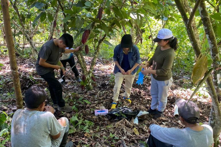 Cacao nativo de Perú: estudio revela cuatro nuevos linajes y refuerza su origen amazónico