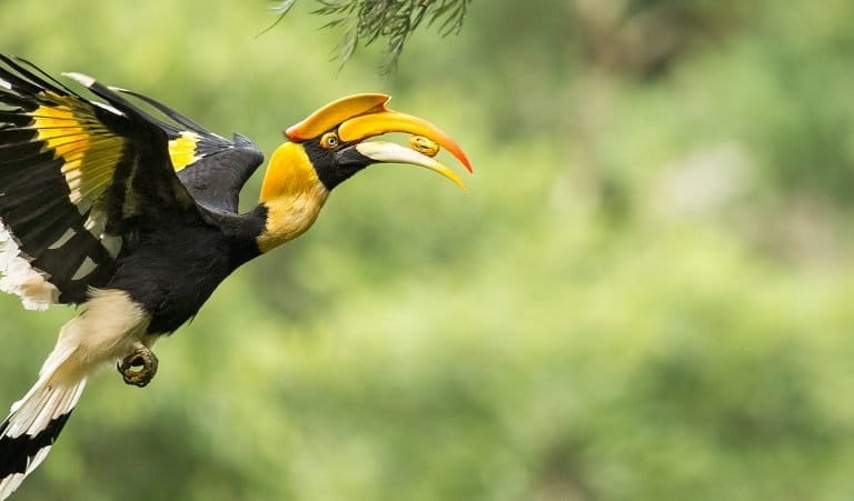 In India’s Western Ghats, sacred groves are better at growing future forests