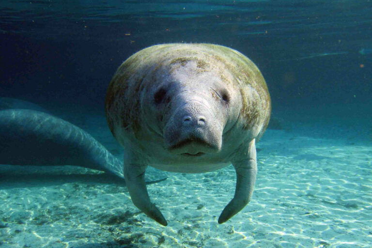 America’s retreat from wildlife protection will be felt far beyond its borders