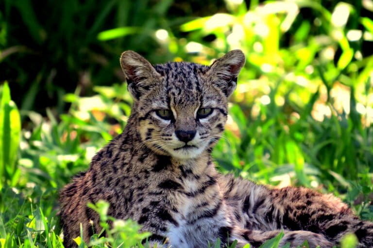 El virus de la panleucopenia amenaza la supervivencia del gato montés en Bolivia