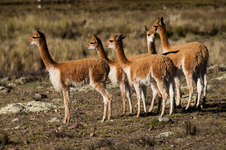 Vicuñas en Perú: el paisaje altoandino donde esta especie logró recuperarse de la caza furtiva | Reportaje fotográfico
