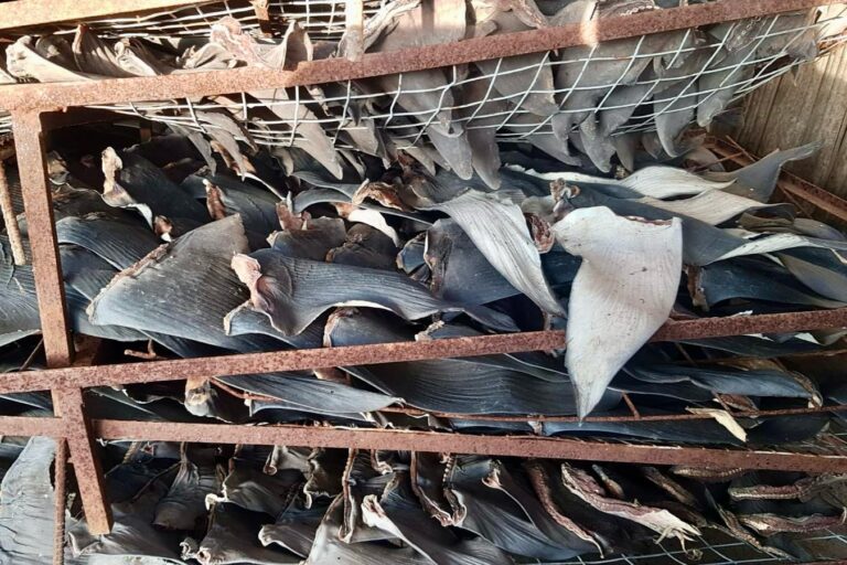 Los tiburones en Latinoamérica son una de las especies de vida silvestre más traficadas