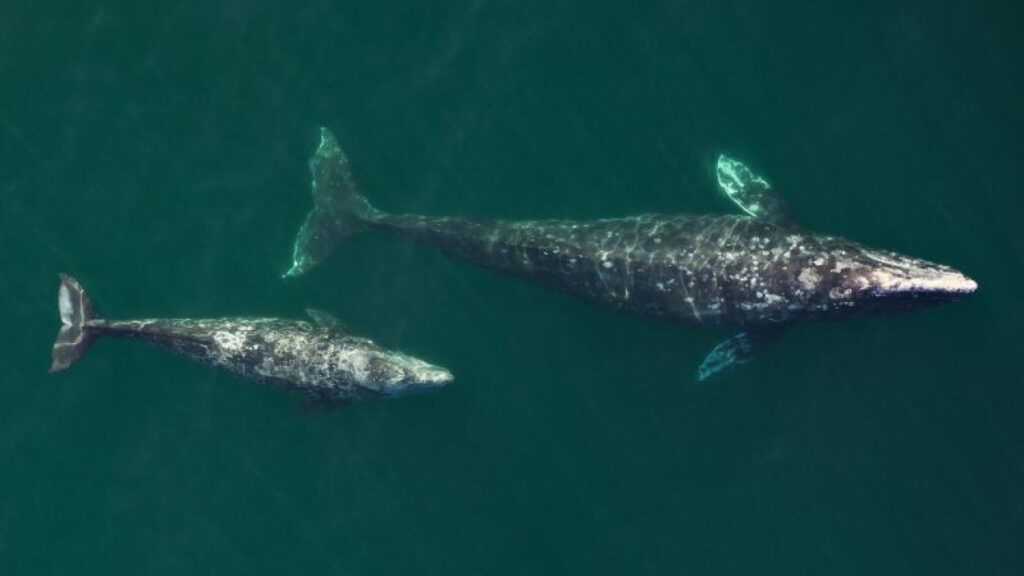 West Coast Gray Whale Population Increases