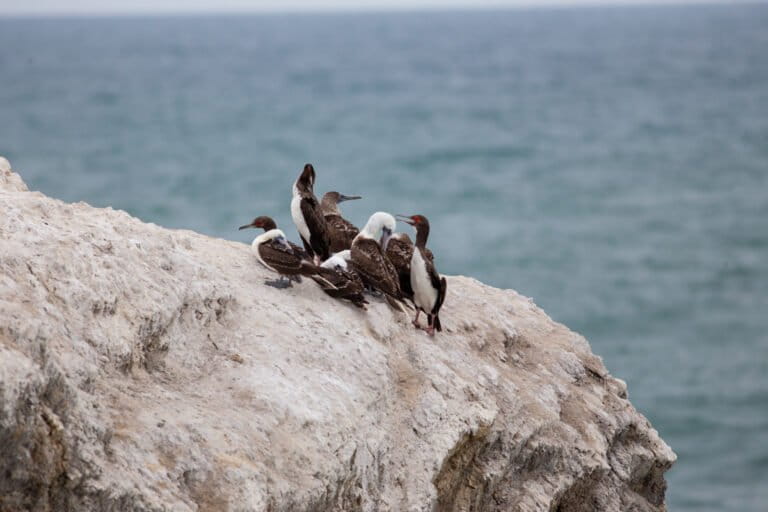 Aves marinas muertas y nidos abandonados: la emergencia que deja El Niño en Ecuador y Perú