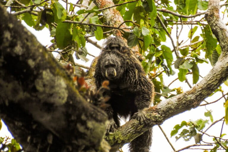 Allpahuayo Mishana: el tesoro de la Amazonía peruana que resguarda una biodiversidad única | Reportaje fotográfico